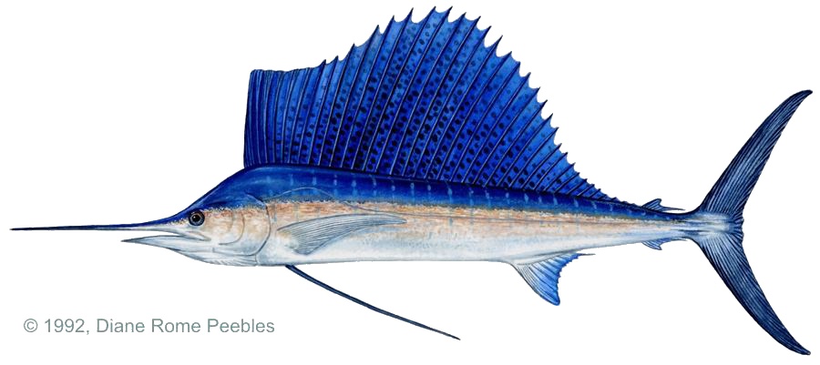 sailfish_Pacific